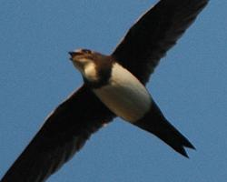 Foto: Alpine swift