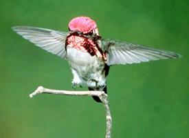 Foto: Bee hummingbird