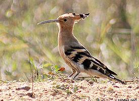 Foto: Saint helena hoopoe