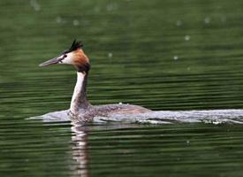 Foto: Great crested grebe