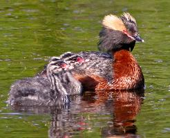 Foto: Horned grebe