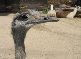 Foto: Emu