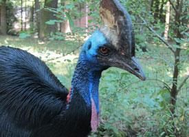 Foto: Southern cassowary