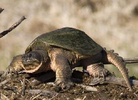 Foto: Common snapping turtle