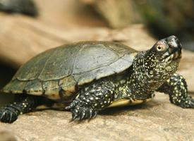 Foto: European pond turtle