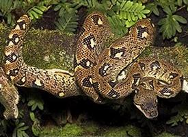 Foto: Madagascar tree boa