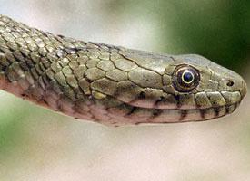 Foto: Dice snake