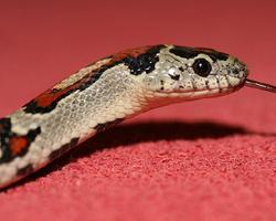 Foto: Mexican kingsnake