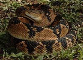 Foto: Southern american bushmaster