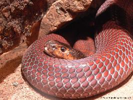 Foto: Red spitting cobra