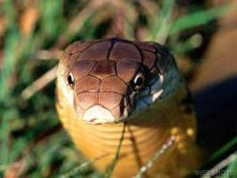 Foto: King cobra