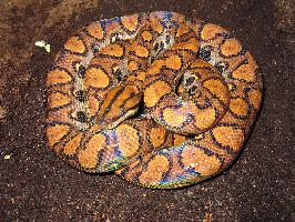 Foto: Rainbow boa