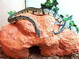 Foto: Ball python