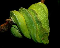 Foto: Green tree python