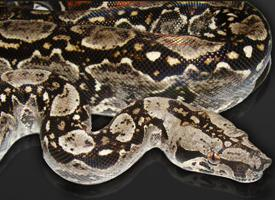 Foto: Boa constrictor