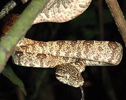 Foto: Amazon tree boa