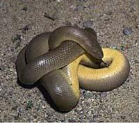 Foto: Rubber boa