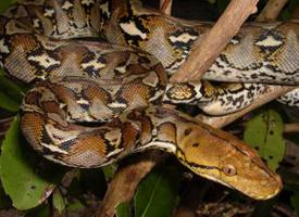 Foto: Reticulated python