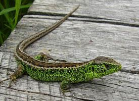 Foto: Sand lizard