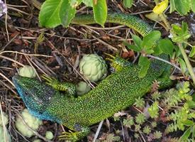 Foto: European green lizard