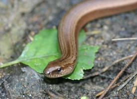 Foto: Slow worm