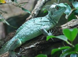 Foto: Plumed basilisk