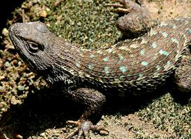 Foto: Western fence lizard