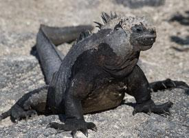 Foto: Iguana marină