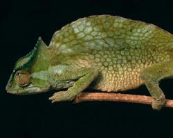 Foto: Crested chameleon