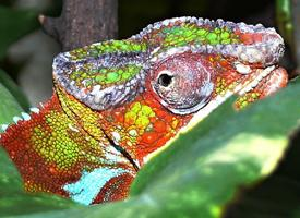 Foto: Panther chameleon