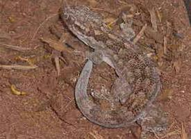 Foto: Banded velvet gecko