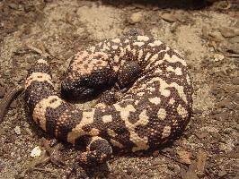 Foto: Gila monster