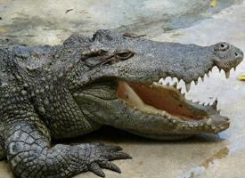 Foto: Siamese crocodile