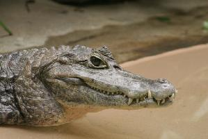 Foto: Spectacled caiman