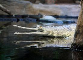 Foto: Gharial