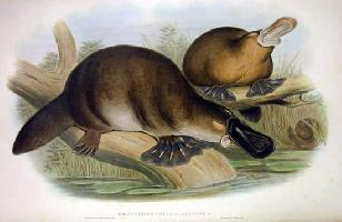 Foto: Platypus