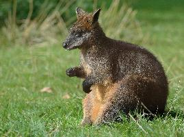 Foto: Swamp wallaby