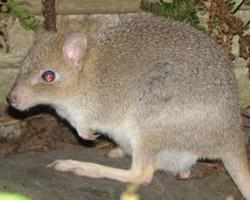 Foto: Eastern bettong