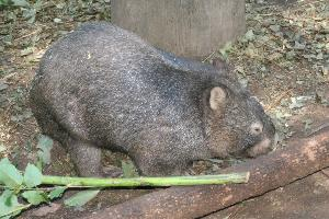 Foto: Common wombat