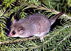 Foto: Eastern pygmy possum