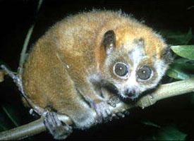 Foto: Sunda slow loris