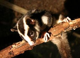 Foto: Striped possum