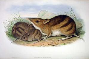 Foto: Eastern barred bandicoot