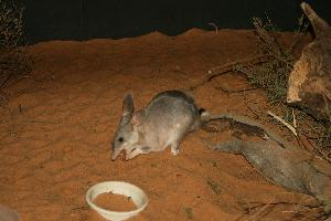 Foto: Marele iepure marsupial