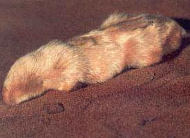 Foto: Southern marsupial mole