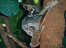 Foto: Sunda flying lemur