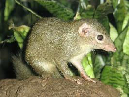 Foto: Common treeshrew