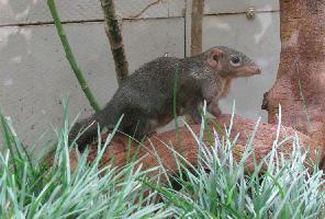 Foto: Northern treeshrew