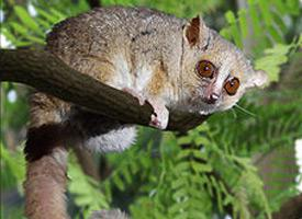 Foto: Eastern woolly lemur