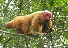 Foto: Bald uakari